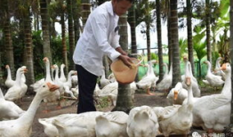 致富经养鹅视频,鹅业养殖，开启财富之门
