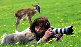 人与动物视频,人类视角下的情感与智慧